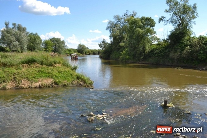 Zdjęcie w galerii na portalu naszraciborz.pl: PŁYWADŁO 2016 - przystanek Turze wiadomości z regionu