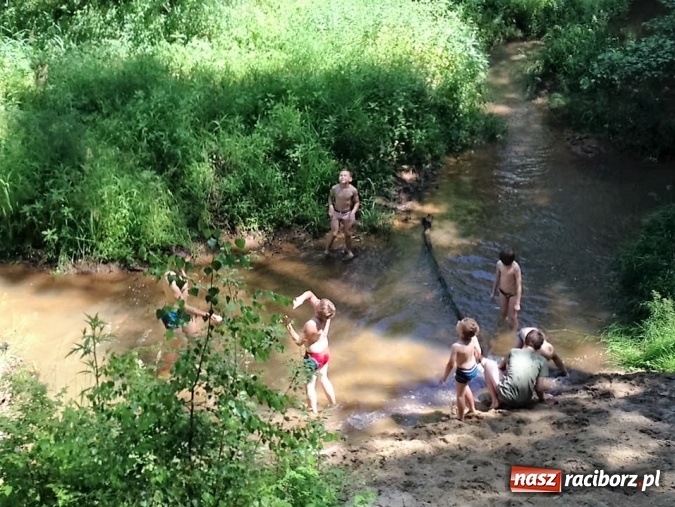 Zdjęcie w galerii na portalu naszraciborz.pl: Zuchowy bieg po gwiazdki  wiadomości z regionu