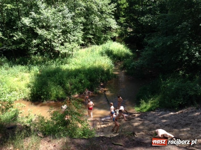 Zdjęcie w galerii na portalu naszraciborz.pl: Zuchowy bieg po gwiazdki  wiadomości z regionu