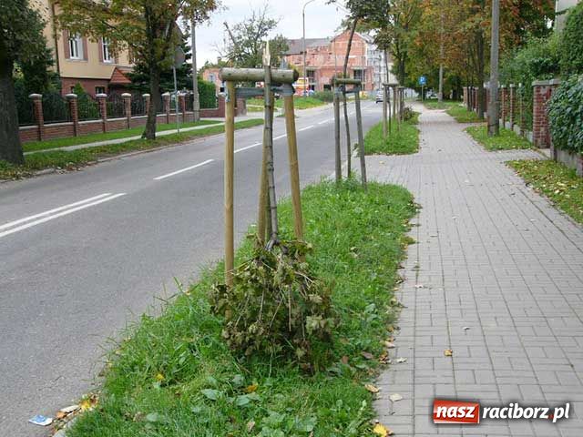 Zdjęcie w galerii na portalu naszraciborz.pl: Bezmyślny osiłek niszczył drzewa wiadomości z regionu