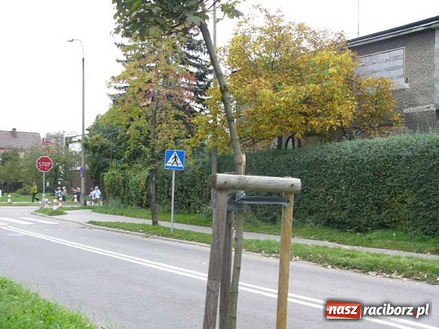 Zdjęcie w galerii na portalu naszraciborz.pl: Bezmyślny osiłek niszczył drzewa wiadomości z regionu