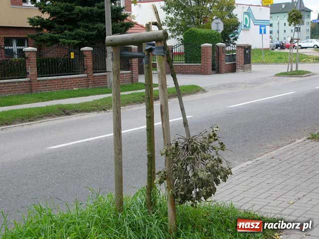Zdjęcie w galerii na portalu naszraciborz.pl: Bezmyślny osiłek niszczył drzewa wiadomości z regionu