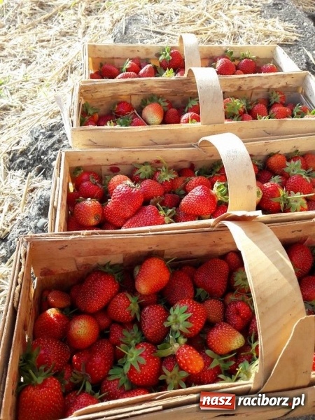 Zdjęcie w galerii na portalu naszraciborz.pl: Lodziarnia pod orzechem – lody naturalnie dobre wiadomości z regionu