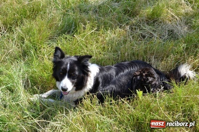 Zdjęcie w galerii na portalu naszraciborz.pl: Graniczne meandry otwarte. Gmina Krzyżanowice i miasto Bogumin oficjalnie rozpoczęli sezon wodniacki  wiadomości z regionu