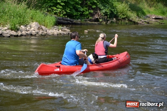 Zdjęcie w galerii na portalu naszraciborz.pl: Graniczne meandry otwarte. Gmina Krzyżanowice i miasto Bogumin oficjalnie rozpoczęli sezon wodniacki  wiadomości z regionu