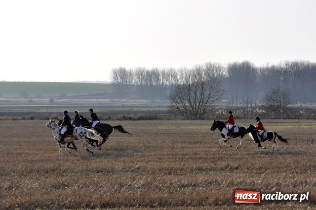 Zdjęcie w galerii na portalu naszraciborz.pl: Lis złapany w OKAMGNIENIU wiadomości z regionu