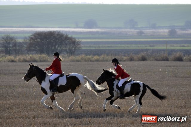 Zdjęcie w galerii na portalu naszraciborz.pl: Lis złapany w OKAMGNIENIU wiadomości z regionu