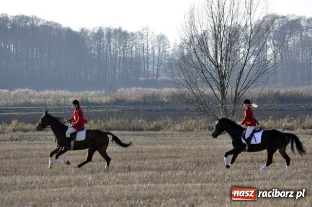 Zdjęcie w galerii na portalu naszraciborz.pl: Lis złapany w OKAMGNIENIU wiadomości z regionu