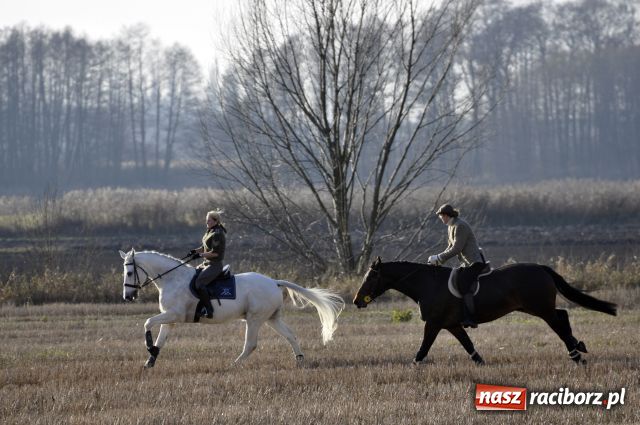 Zdjęcie w galerii na portalu naszraciborz.pl: Lis złapany w OKAMGNIENIU wiadomości z regionu