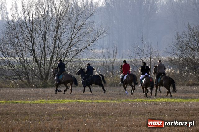Zdjęcie w galerii na portalu naszraciborz.pl: Lis złapany w OKAMGNIENIU wiadomości z regionu