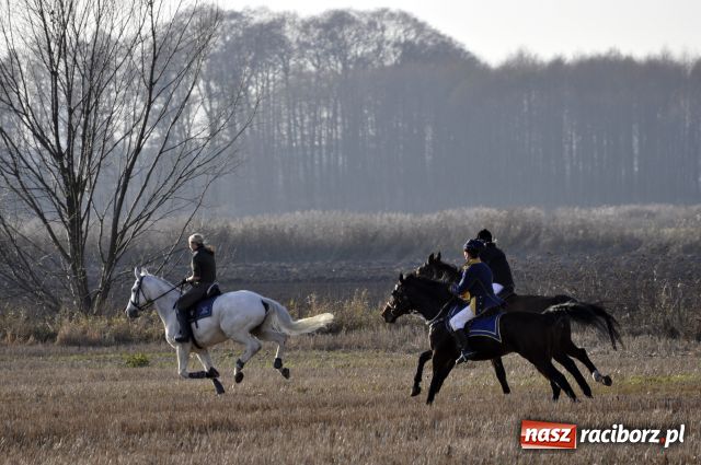 Zdjęcie w galerii na portalu naszraciborz.pl: Lis złapany w OKAMGNIENIU wiadomości z regionu