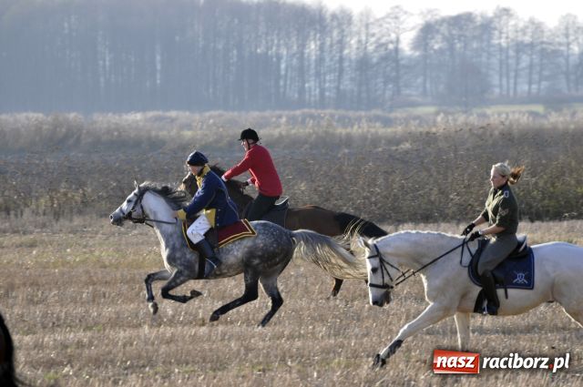 Zdjęcie w galerii na portalu naszraciborz.pl: Lis złapany w OKAMGNIENIU wiadomości z regionu