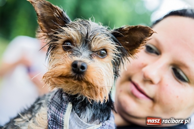 Zdjęcie w galerii na portalu naszraciborz.pl: I Raciborski Bieg Bez Barier już za nami wiadomości z regionu