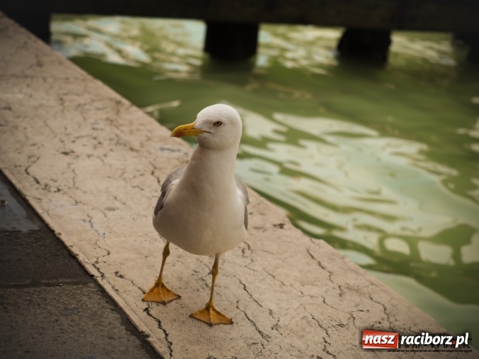 Zdjęcie w galerii na portalu naszraciborz.pl: Wrócili z Afryki, kolejny cel – Islandia!  wiadomości z regionu