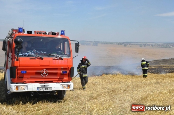 Zdjęcie w galerii na portalu naszraciborz.pl: Pożar zboża na pniu i ścierniska na granicy Pawłowa i Raciborza FOTO i WIDEO z akcji wiadomości z regionu