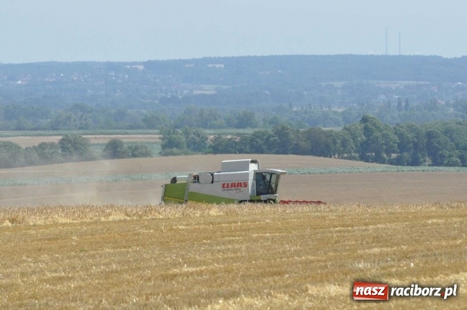 Zdjęcie w galerii na portalu naszraciborz.pl: Pożar zboża na pniu i ścierniska na granicy Pawłowa i Raciborza FOTO i WIDEO z akcji wiadomości z regionu