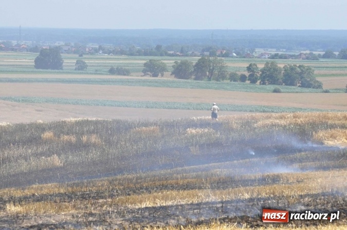 Zdjęcie w galerii na portalu naszraciborz.pl: Pożar zboża na pniu i ścierniska na granicy Pawłowa i Raciborza FOTO i WIDEO z akcji wiadomości z regionu