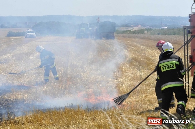 Zdjęcie w galerii na portalu naszraciborz.pl: Pożar zboża na pniu i ścierniska na granicy Pawłowa i Raciborza FOTO i WIDEO z akcji wiadomości z regionu