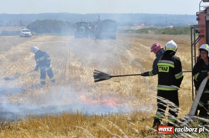Zdjęcie w galerii na portalu naszraciborz.pl: Pożar zboża na pniu i ścierniska na granicy Pawłowa i Raciborza FOTO i WIDEO z akcji wiadomości z regionu