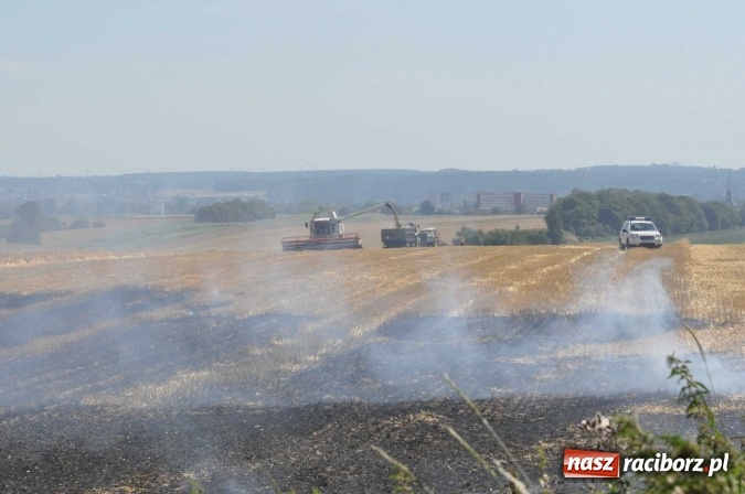 Zdjęcie w galerii na portalu naszraciborz.pl: Pożar zboża na pniu i ścierniska na granicy Pawłowa i Raciborza FOTO i WIDEO z akcji wiadomości z regionu