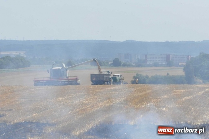 Zdjęcie w galerii na portalu naszraciborz.pl: Pożar zboża na pniu i ścierniska na granicy Pawłowa i Raciborza FOTO i WIDEO z akcji wiadomości z regionu