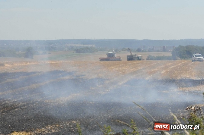 Zdjęcie w galerii na portalu naszraciborz.pl: Pożar zboża na pniu i ścierniska na granicy Pawłowa i Raciborza FOTO i WIDEO z akcji wiadomości z regionu