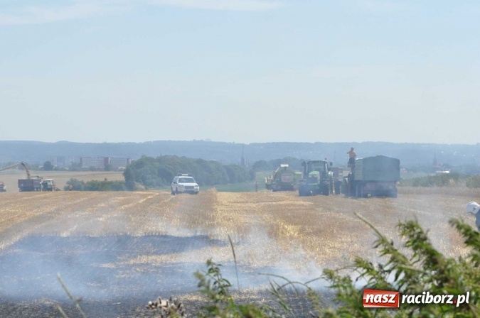 Zdjęcie w galerii na portalu naszraciborz.pl: Pożar zboża na pniu i ścierniska na granicy Pawłowa i Raciborza FOTO i WIDEO z akcji wiadomości z regionu