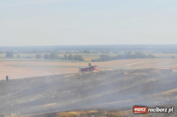 Zdjęcie w galerii na portalu naszraciborz.pl: Pożar zboża na pniu i ścierniska na granicy Pawłowa i Raciborza FOTO i WIDEO z akcji wiadomości z regionu