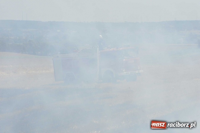Zdjęcie w galerii na portalu naszraciborz.pl: Pożar zboża na pniu i ścierniska na granicy Pawłowa i Raciborza FOTO i WIDEO z akcji wiadomości z regionu