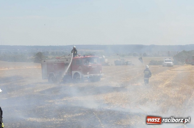Zdjęcie w galerii na portalu naszraciborz.pl: Pożar zboża na pniu i ścierniska na granicy Pawłowa i Raciborza FOTO i WIDEO z akcji wiadomości z regionu