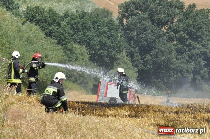 Zdjęcie w galerii na portalu naszraciborz.pl: Pożar zboża na pniu i ścierniska na granicy Pawłowa i Raciborza FOTO i WIDEO z akcji wiadomości z regionu