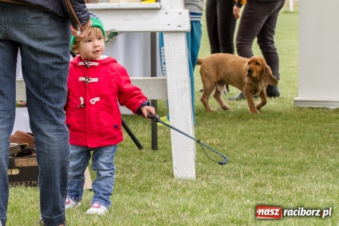 Zdjęcie w galerii na portalu naszraciborz.pl: W Zakrzowie trwa Silesia Summer Classic Polo Cup wiadomości z regionu