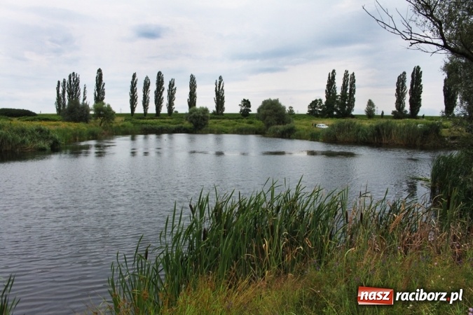 Zdjęcie w galerii na portalu naszraciborz.pl: Wędkarze walczyli na Ostrogu o Puchar Starosty Raciborskiego wiadomości z regionu