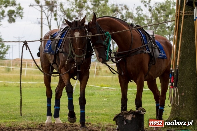 Zdjęcie w galerii na portalu naszraciborz.pl: W Zakrzowie zakończył się Silesia Summer Classic Polo Cup wiadomości z regionu