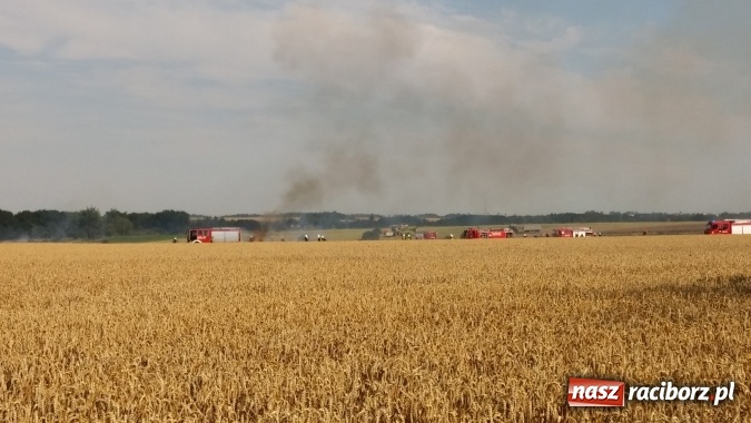 Zdjęcie w galerii na portalu naszraciborz.pl: Pożar zboża na pniu pomiędzy Pietrowicami Wielkimi a Tłustomostami wiadomości z regionu