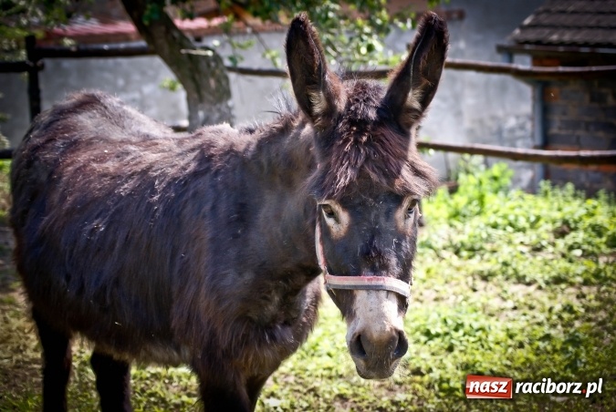 Zdjęcie w galerii na portalu naszraciborz.pl: Zwierzę najlepszym przyjacielem człowieka - przekonaj się o tym w minizoo w Gamowie! wiadomości z regionu