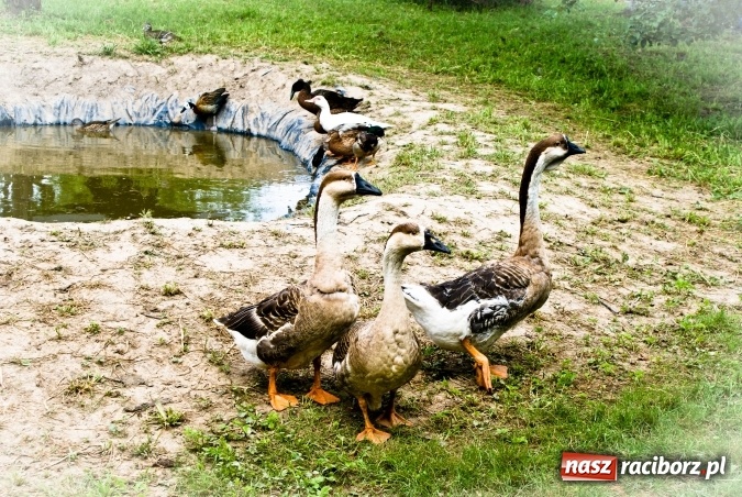 Zdjęcie w galerii na portalu naszraciborz.pl: Zwierzę najlepszym przyjacielem człowieka - przekonaj się o tym w minizoo w Gamowie! wiadomości z regionu