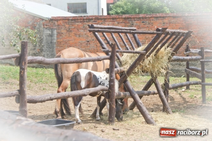 Zdjęcie w galerii na portalu naszraciborz.pl: Zwierzę najlepszym przyjacielem człowieka - przekonaj się o tym w minizoo w Gamowie! wiadomości z regionu