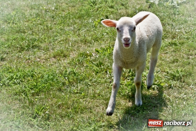 Zdjęcie w galerii na portalu naszraciborz.pl: Zwierzę najlepszym przyjacielem człowieka - przekonaj się o tym w minizoo w Gamowie! wiadomości z regionu