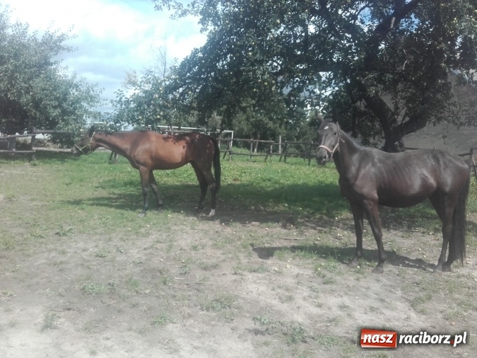 Zdjęcie w galerii na portalu naszraciborz.pl: Zwierzę najlepszym przyjacielem człowieka - przekonaj się o tym w minizoo w Gamowie! wiadomości z regionu