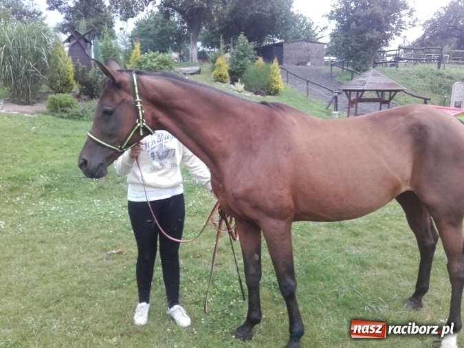 Zdjęcie w galerii na portalu naszraciborz.pl: Zwierzę najlepszym przyjacielem człowieka - przekonaj się o tym w minizoo w Gamowie! wiadomości z regionu