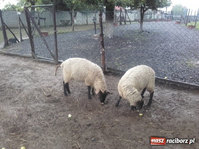 Zdjęcie w galerii na portalu naszraciborz.pl: Zwierzę najlepszym przyjacielem człowieka - przekonaj się o tym w minizoo w Gamowie! wiadomości z regionu