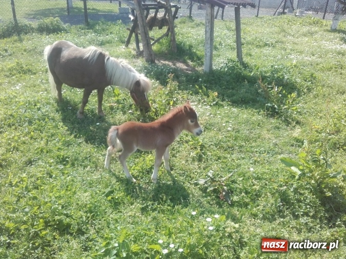 Zdjęcie w galerii na portalu naszraciborz.pl: Zwierzę najlepszym przyjacielem człowieka - przekonaj się o tym w minizoo w Gamowie! wiadomości z regionu