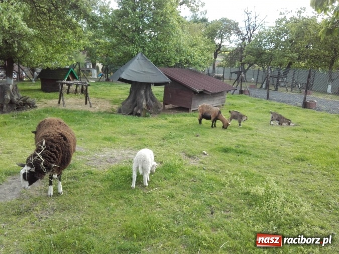 Zdjęcie w galerii na portalu naszraciborz.pl: Zwierzę najlepszym przyjacielem człowieka - przekonaj się o tym w minizoo w Gamowie! wiadomości z regionu