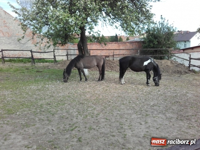 Zdjęcie w galerii na portalu naszraciborz.pl: Zwierzę najlepszym przyjacielem człowieka - przekonaj się o tym w minizoo w Gamowie! wiadomości z regionu