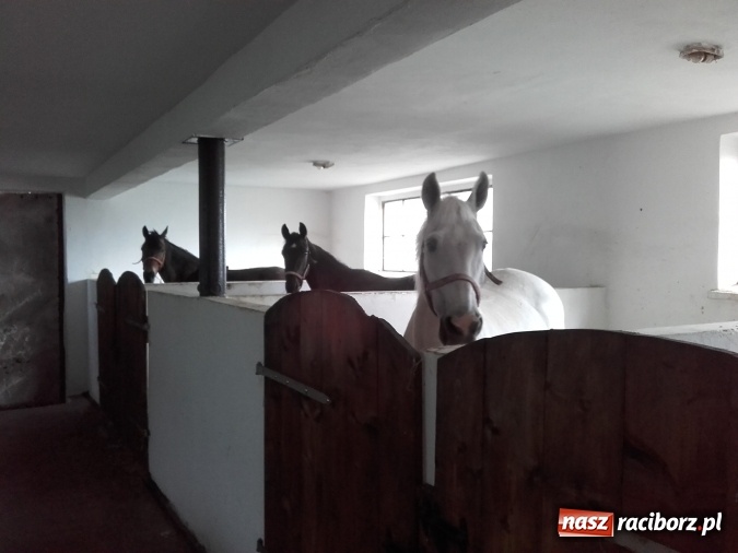 Zdjęcie w galerii na portalu naszraciborz.pl: Zwierzę najlepszym przyjacielem człowieka - przekonaj się o tym w minizoo w Gamowie! wiadomości z regionu