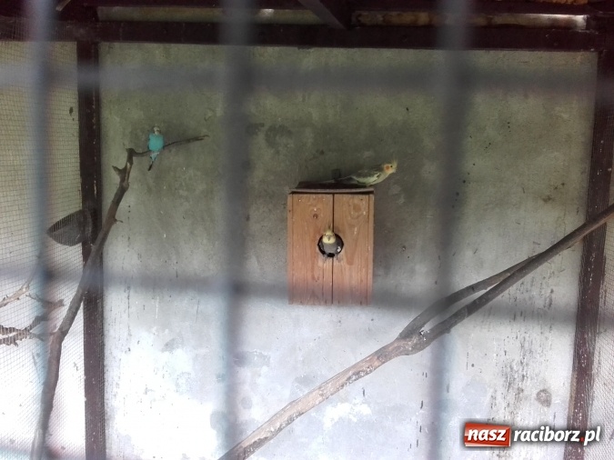 Zdjęcie w galerii na portalu naszraciborz.pl: Zwierzę najlepszym przyjacielem człowieka - przekonaj się o tym w minizoo w Gamowie! wiadomości z regionu