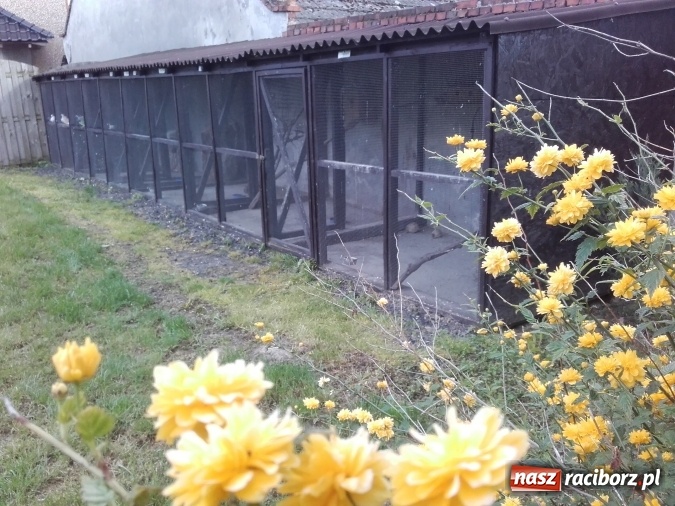 Zdjęcie w galerii na portalu naszraciborz.pl: Zwierzę najlepszym przyjacielem człowieka - przekonaj się o tym w minizoo w Gamowie! wiadomości z regionu