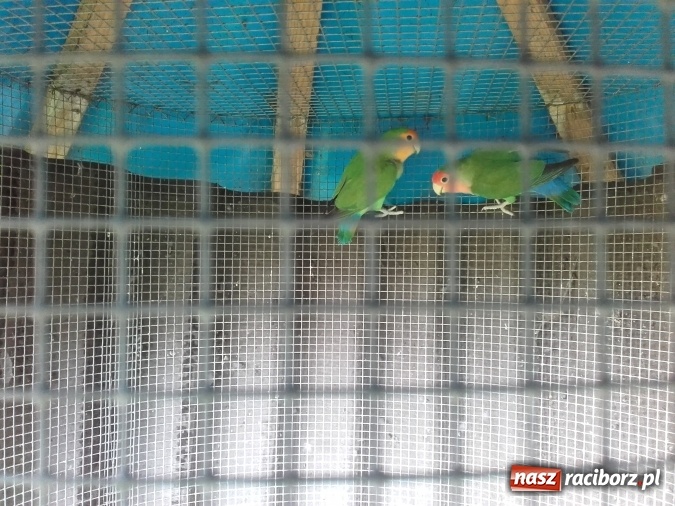 Zdjęcie w galerii na portalu naszraciborz.pl: Zwierzę najlepszym przyjacielem człowieka - przekonaj się o tym w minizoo w Gamowie! wiadomości z regionu