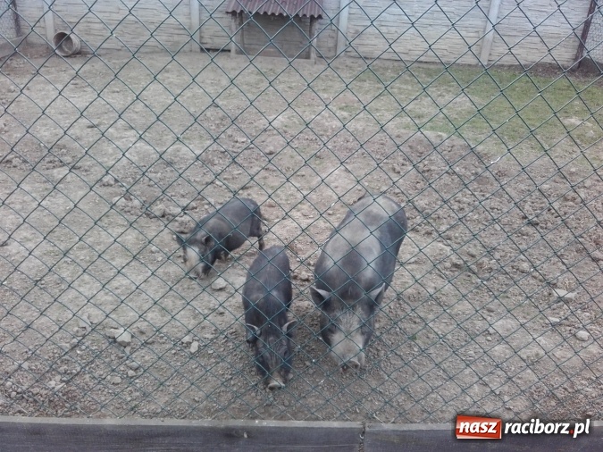 Zdjęcie w galerii na portalu naszraciborz.pl: Zwierzę najlepszym przyjacielem człowieka - przekonaj się o tym w minizoo w Gamowie! wiadomości z regionu